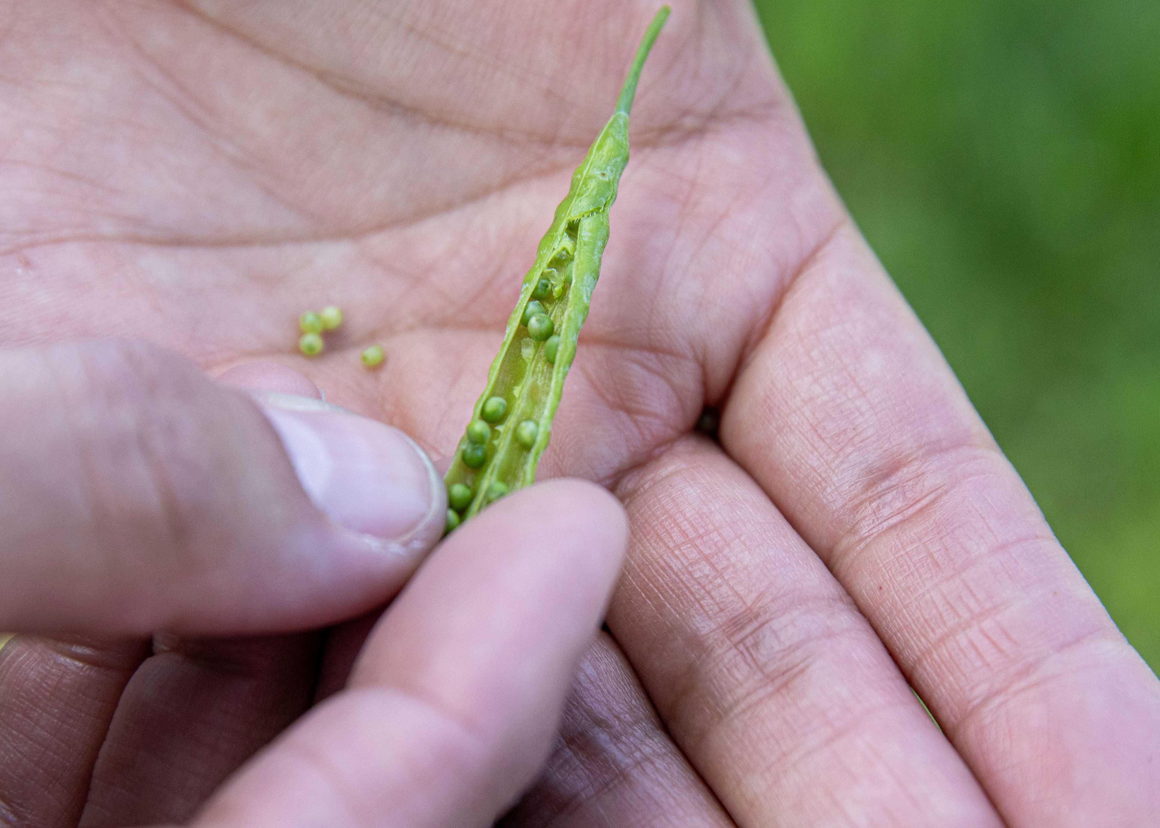 soybeans