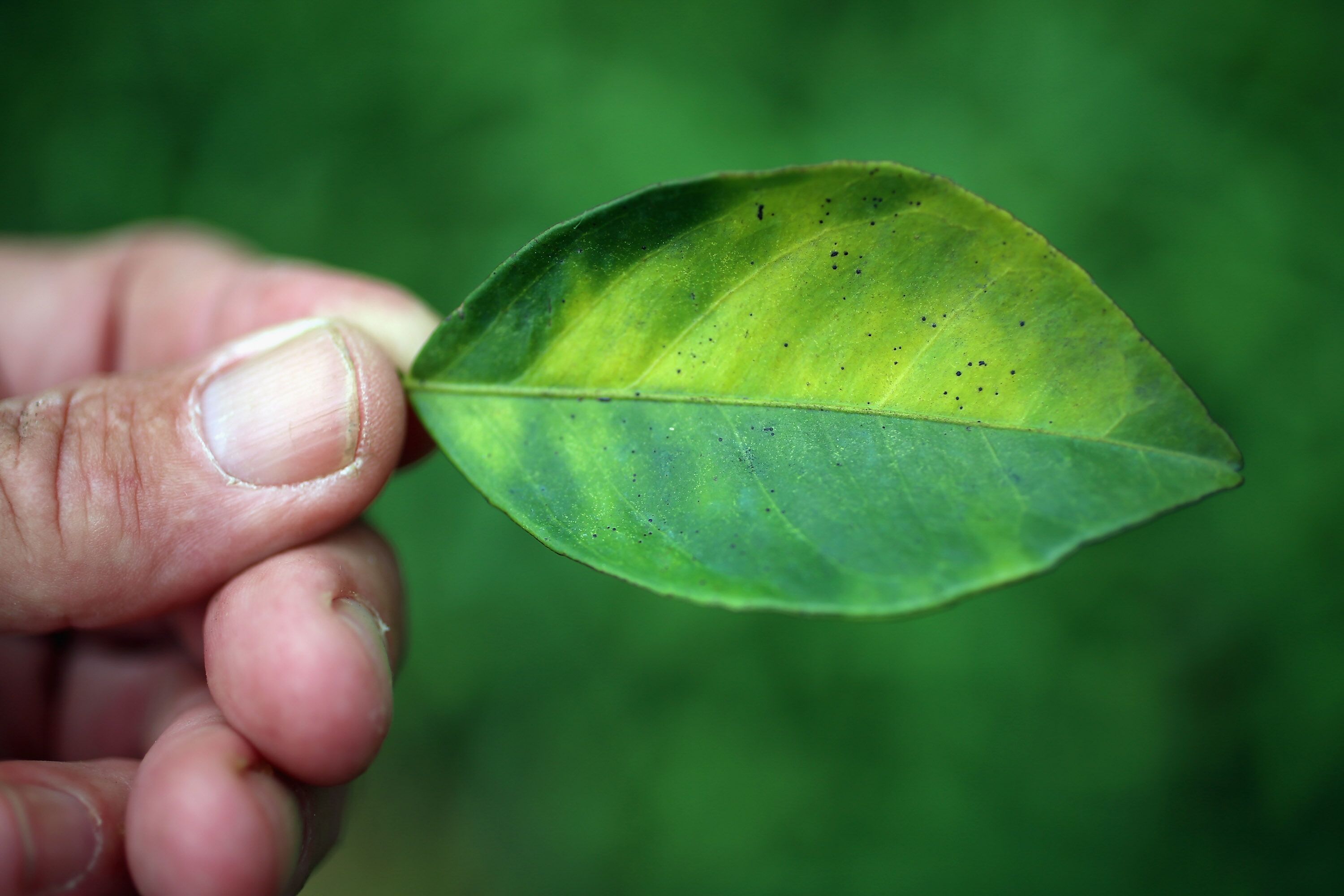 An inspector of the Florida Division of Plant Industry holds a leaf from an orange tree that is showing signs of &ldquo;citrus greening&rdquo; that is caused by the Asian citrus psyllid in Fort Pierce.